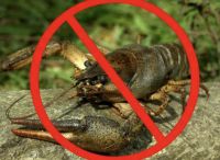 У Хмельницькій області заборонили вилов раків