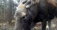 На Шепетівщині лісники нарешті «вполювали» Alces alces