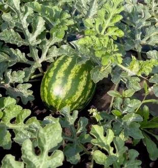 Між листям на Шепетівщині визріває символ літа