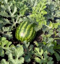 Між листям на Шепетівщині визріває символ літа