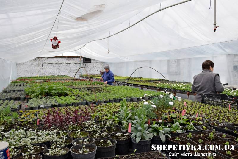 КП «Шепетівське РЕП» розпочало сезон реалізації квітів власного виробництва