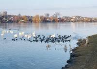 Загинуло двоє молодих лебедів у Славуті: експертиза показала причину