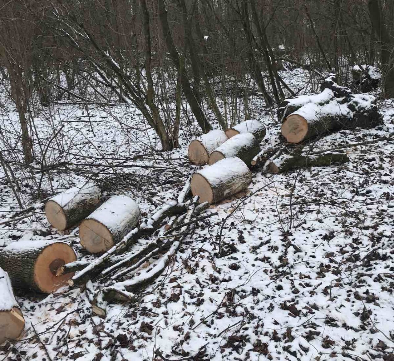 На території Судилківської громади виявлено незаконну рубку дерев на майже 2 млн грн