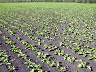 Сходи цукрових буряків постраждали від рясних травневих дощів