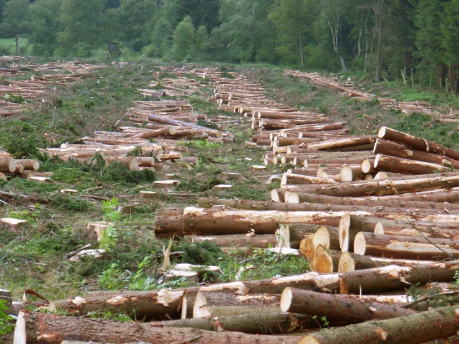Військові лісничі нарубали дерев на понад мільйон гривень