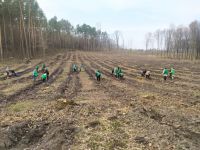 На Шепетівщині висадили 7,6 тис молодих сіянців дуба