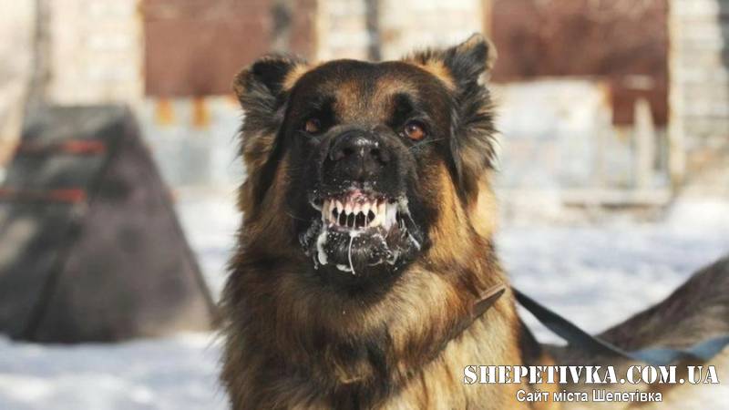 На території Судилківської громади зафіксовано випадок сказу у собаки