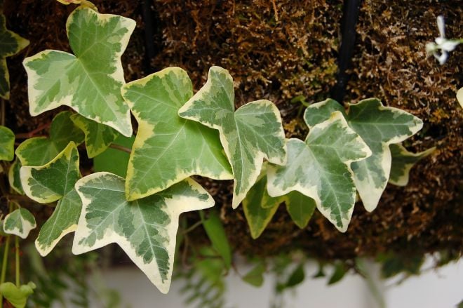 Плющ звичайний (Hedera helix)