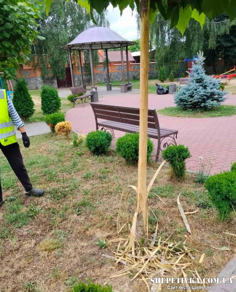 Акт вандалізму в центрі Полонного: невідомі здерли кору з дерева у парку