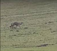 &quot;Тікала від вовка, геть капці погубила&quot;: вовки продовждують жахати жителів Шепетівщини