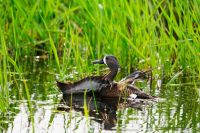 Розпочинається сезон полювання на пернату дичину