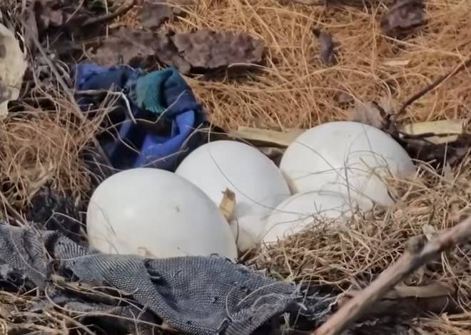 Крилатий переїзд: у Хмельницькому комунальники рятували майбутнє покоління лелек (відео)