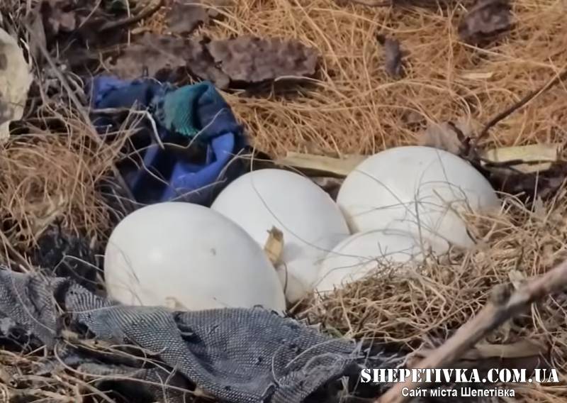 Крилатий переїзд: у Хмельницькому комунальники рятували майбутнє покоління лелек (відео)