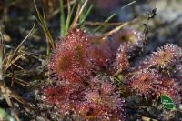 У лісах Шепетівщини водиться хижа рослина