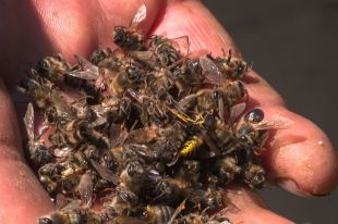 Двоє пасічників з Шепетівщини відсудили у агрофірми 212 тис. грн за загиблих бджіл