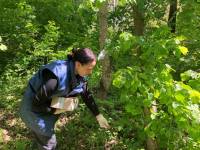 На Шепетівщині розкладають принади з вакциною: як виглядає і для чого