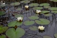 Насіння цієї рослини вживають як замінник кави: на водоймах Шепетівщини розквітло латаття біле