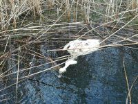 На межі Хмельниччини виявили падіж лебедів: чим це загрожує