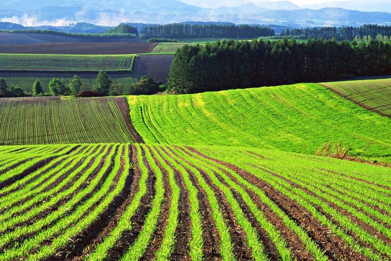 На Шепетівщині видано 2492 витягів з технічної документації про нормативну грошову оцінку земель сільськогосподарського призначення