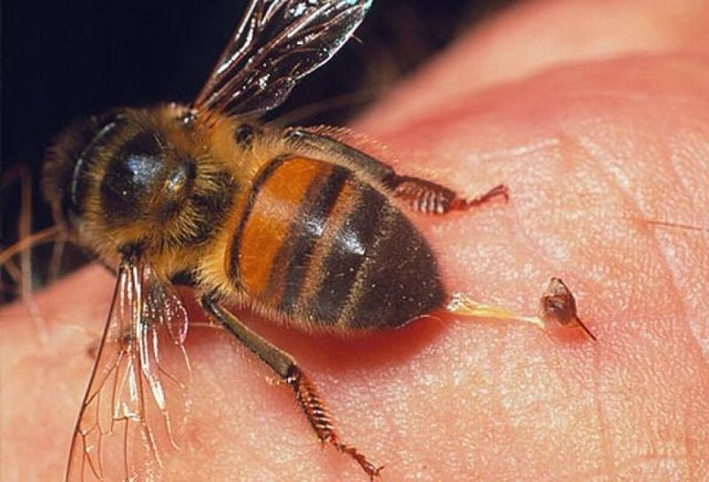 На Шепетівщині бджоли до смерті закусали чоловіка