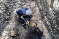 Рятувальники продовжують знаходити арсенали боєприпасів в шепетівських лісах