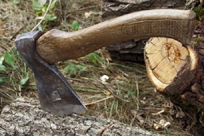 В лісах ДП «Шепетівський лісгосп» незаконно нарубали деревини на 326 тис. грн