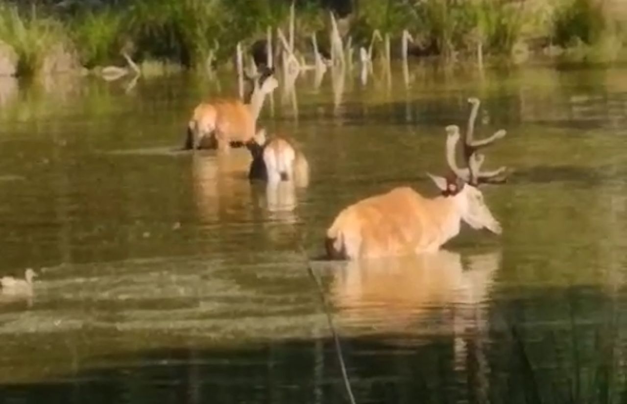 У Мальованці вдалось зафільмувати оленів на водопої
