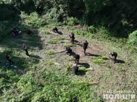 Судитимуть наркодилерів, у яких вилучили канабісу на понад 10 млн грн.