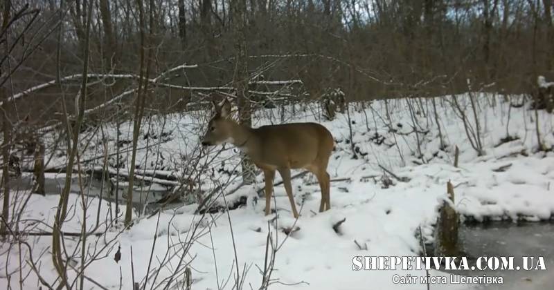 «Очі лісу» знову побачили щось цікаве: як фотопастки допомагають диким тваринам пережити зиму
