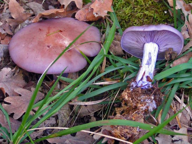 На Хмельниччині семеро осіб важко отруїлись грибами