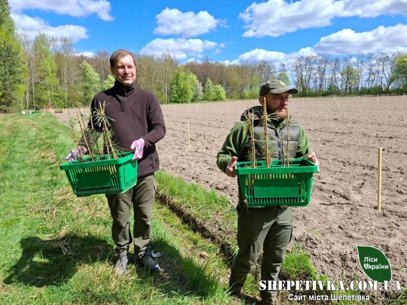 У лісі на Шепетівщині створили унікальну клонову плантацію сосни