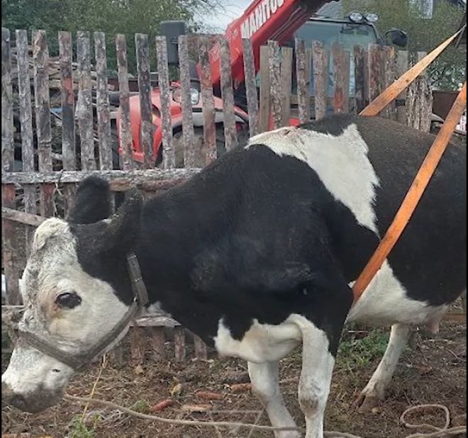На Шепетівщині рятували корову, яка впала в погріб