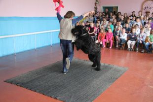 Шепетівські кінологи взяли участь у відеозмаганнях з кінологічного фрістайлу