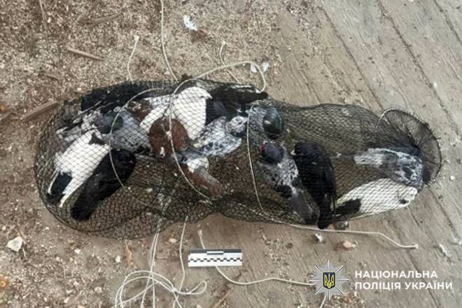 Двоє молодиків викрали 23 голуби, щоб розводити їх у власному дворі