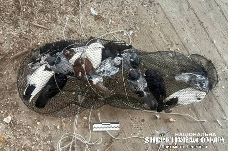 Двоє молодиків викрали 23 голуби, щоб розводити їх у власному дворі