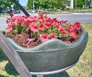 На Шепетівщині камери відеспостереження зафіксували нічну «шанувальницю» сульфіній