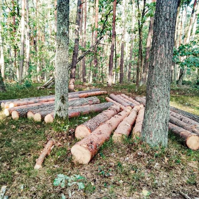 Екоактивісти на Шепетівщині виявили вирубку сосен у ландшафтному парку