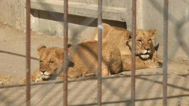 Два леви втекли із реабілітаційного центру у Хмельницькому: що відомо