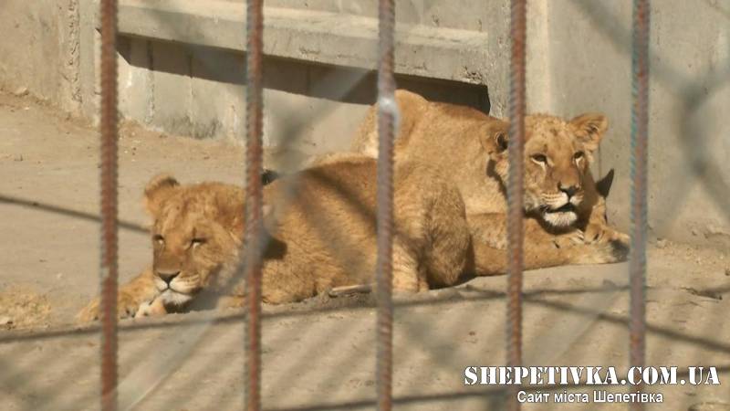 Два леви втекли із реабілітаційного центру у Хмельницькому: що відомо