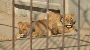 Два леви втекли із реабілітаційного центру у Хмельницькому: що відомо