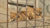 Два леви втекли із реабілітаційного центру у Хмельницькому: що відомо
