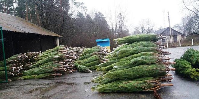 Шепетівський лісгосп розпочинає продаж новорічних ялинок від 54 до 72 грн за дерево