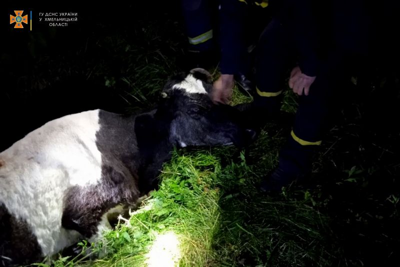 У Шепетівському районі діставали корову, що впала до сміттєвої ями
