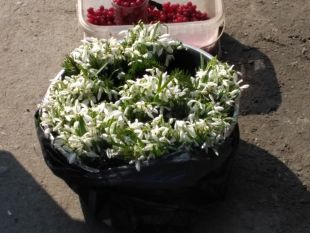 Шепетівка долучилась до Всеукраїнської екологічної акції