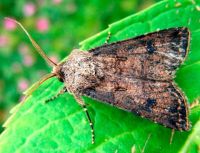 Держпродспоживслужба попередила про активність шкідливих метеликів та розповіла як з ними боротись