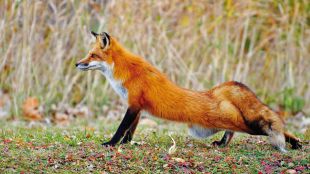 В Шепетівському районі дикі звірі нападають на домашніх тварин