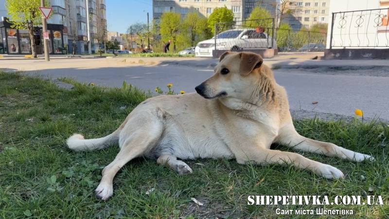 У Шепетівці Пашка співає гімн та вшановує полеглих Героїв: чому собаці дали таку кличку
