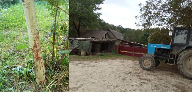 «Лікуються від туберкульозу»: на Хмельниччині родину звинувачують у вбивстві та вживанні в їжу собак