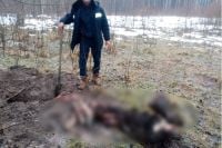 За вбивство червонокнижного лося отримав лише 17 000 штрафу