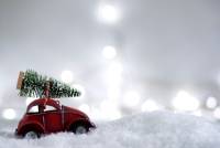 Ялинка на свята: яка відповідальність за незаконний зруб